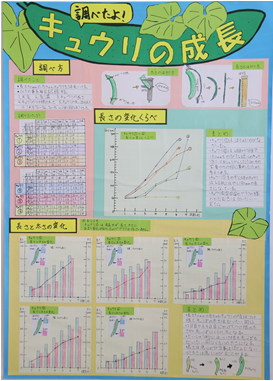 『調べたよ!キュウリの成長』をテーマにしたグラフコンクール作品のポスター