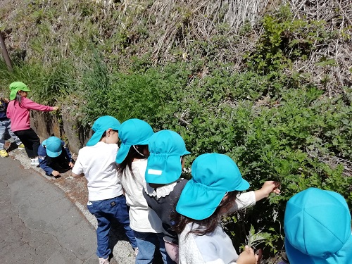 よもぎを摘んでいる写真