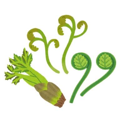 タラの芽とワラビとぜんまいのイラスト