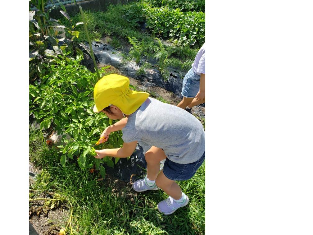 保育園の畑でピーマンの収穫をしている園児の写真
