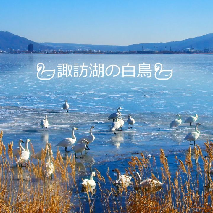 白鳥の動画