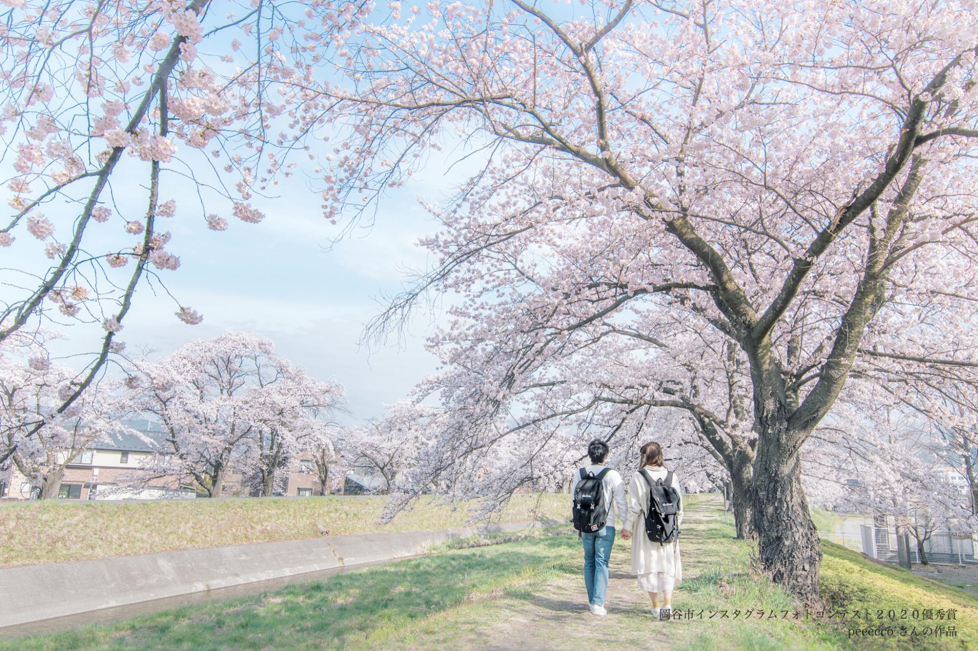 桜並木