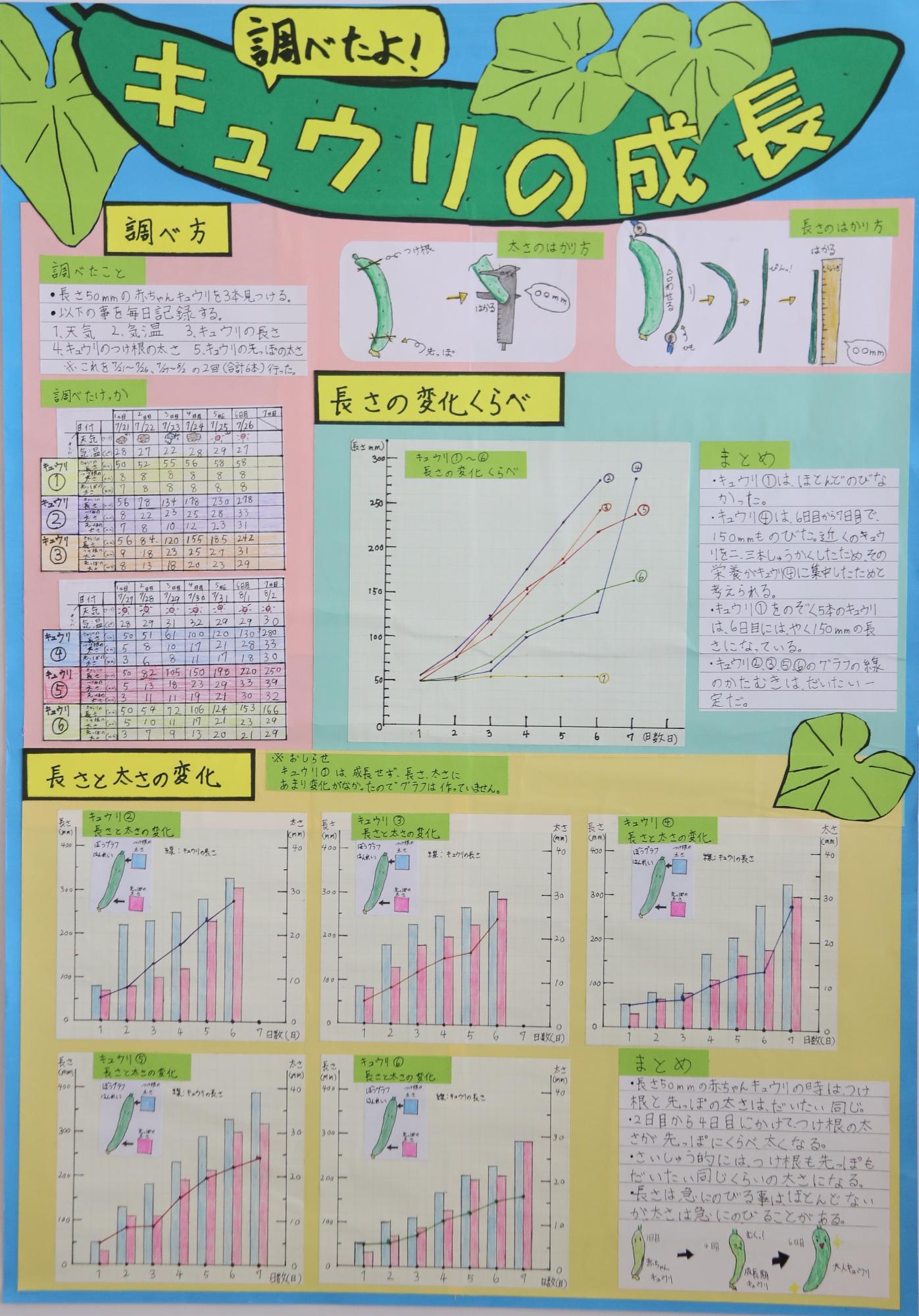 調べたよ！キュウリの成長