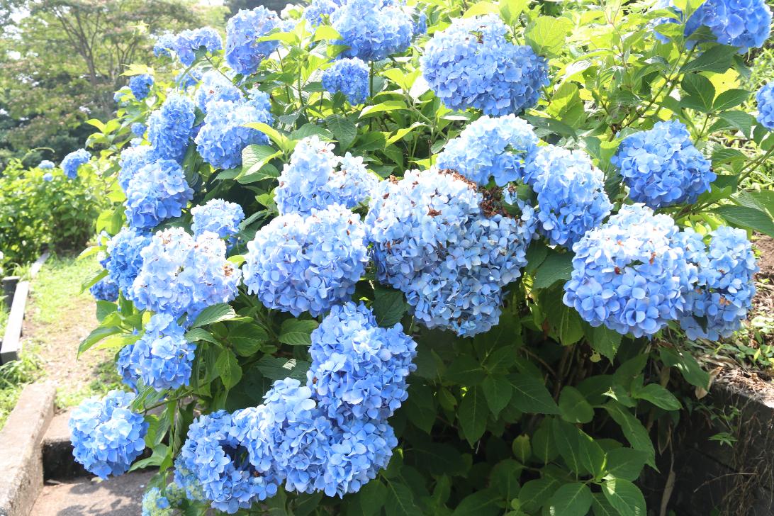 小坂公園のあじさい