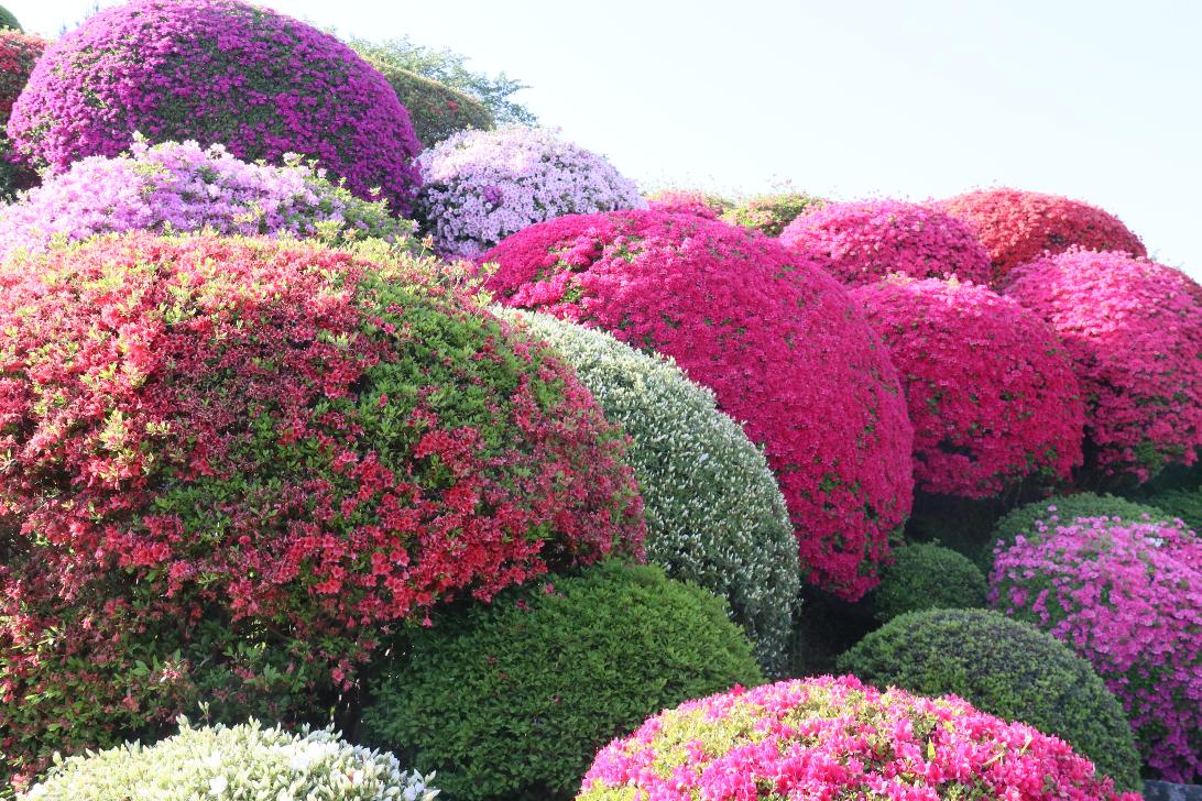 鶴峯公園のつつじ