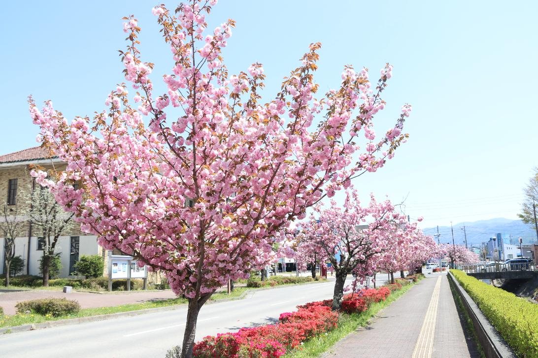 塚間川の八重桜