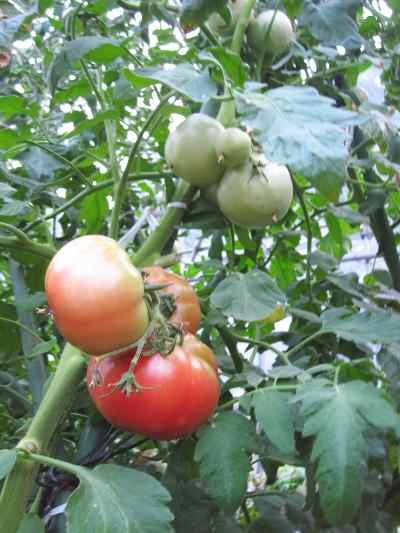 トマトが枝に実っている写真