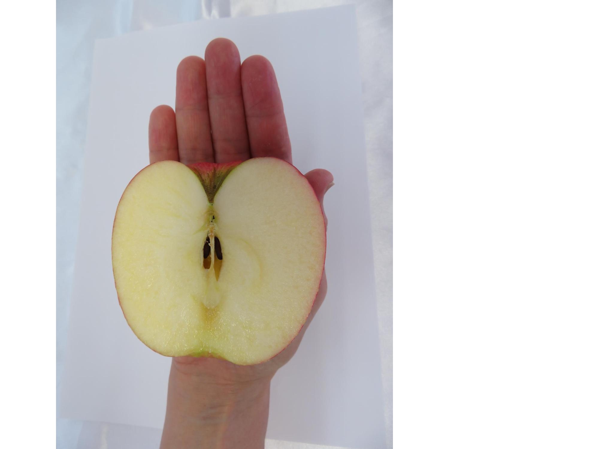 りんご150gの手ばかり写真