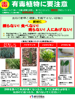 有毒植物に要注意