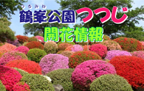 鶴峯公開つつじ開花情報