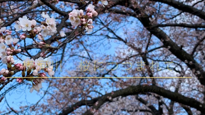 桜の動画