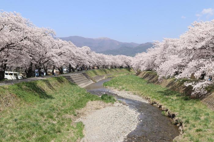 横河川の桜