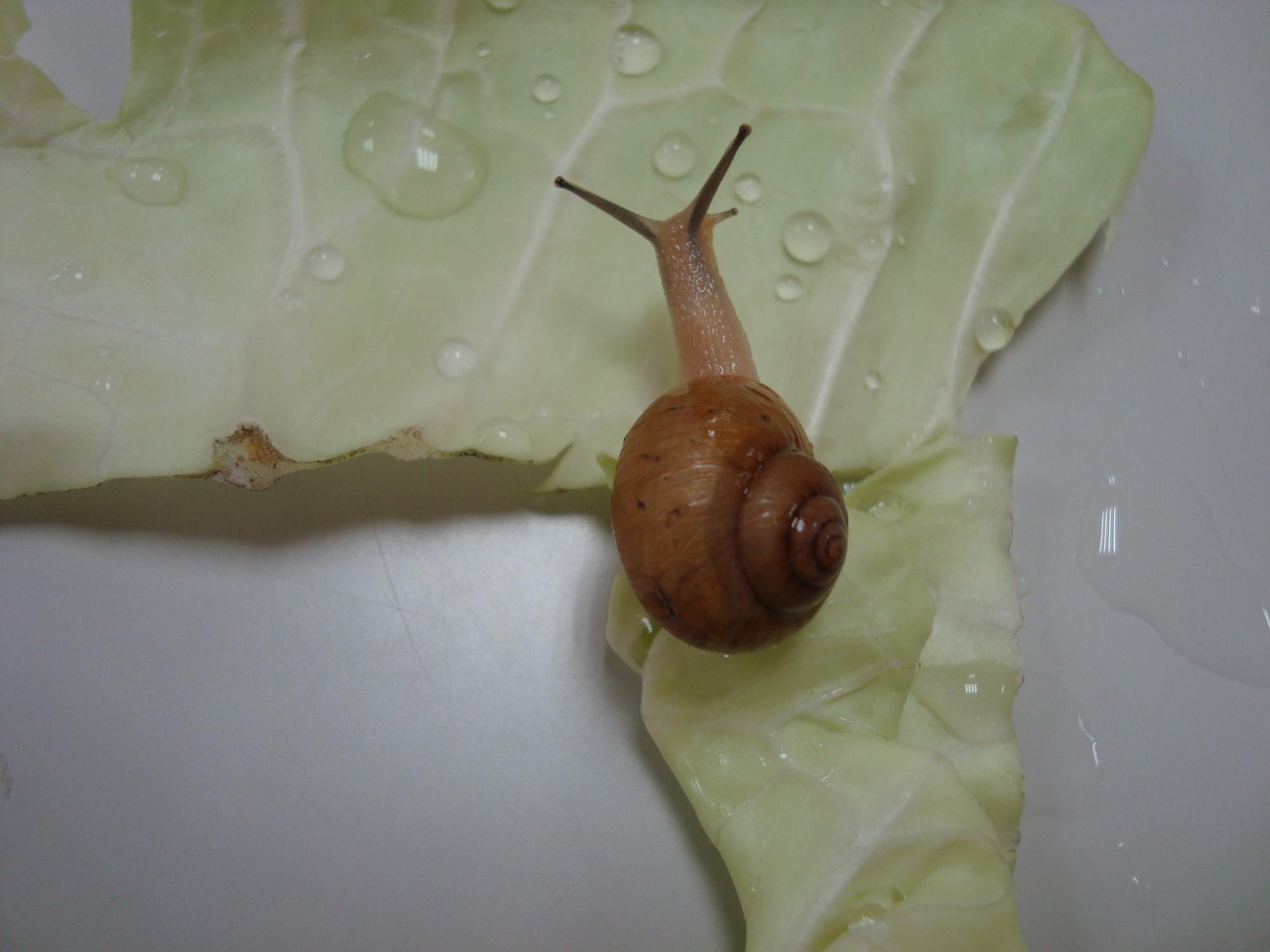 かたつむりの写真