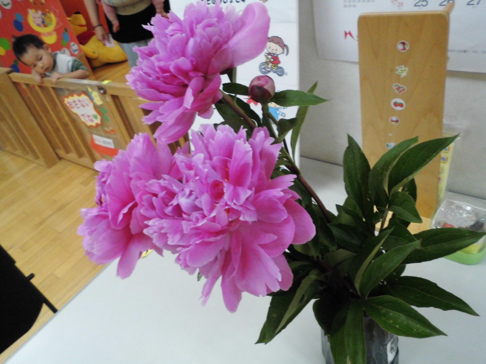 芍薬