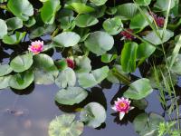 ピンク色の花を咲かせた睡蓮が池に浮かんでいる写真