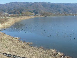 山に囲まれた水辺にたくさんの白鳥がいる写真