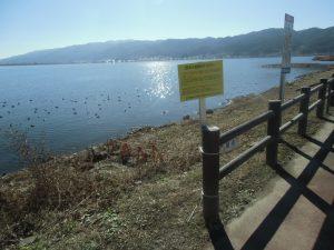 たくさんの白鳥がいる水辺と川岸にある黄色い注意書きの看板の写真