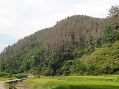 木々が生い茂る山の全体をカメラに収めるように遠方から撮影した写真
