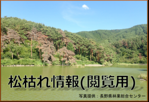 松枯れ情報(閲覧用)写真提供：長野県林業総合センター
