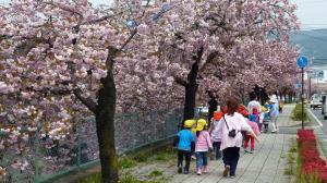 中道町線の桜並木を眺めながら親子で歩いてる写真
