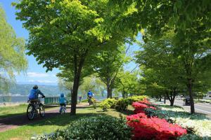 岡谷茅野線の緑色に生い茂った桜の木と自転車で散策する人々の写真