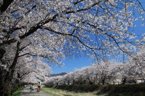 横河河の桜並木が生い茂っていて遠方に人々が歩いている写真