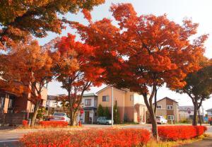 秋空で住宅街で赤く生い茂っている紅葉の写真