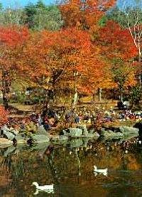 色鮮やかなオレンジや赤の紅葉が手前の池に映りこむ塩嶺御野立公園の写真