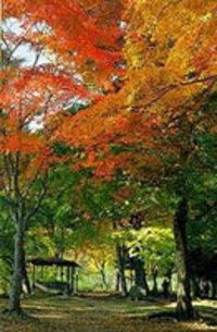 色鮮やかな赤とオレンジの紅葉と緑豊かな木々に囲まれた出早公園の写真