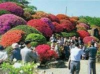 鶴峯公園の赤やピンクのつつじが咲いているところでたくさんの人が写真撮影をしている写真