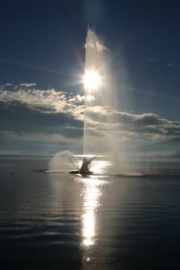 きらびやかな太陽の光を湖面に反射させながら、高々と噴き上げる湖上噴水の写真