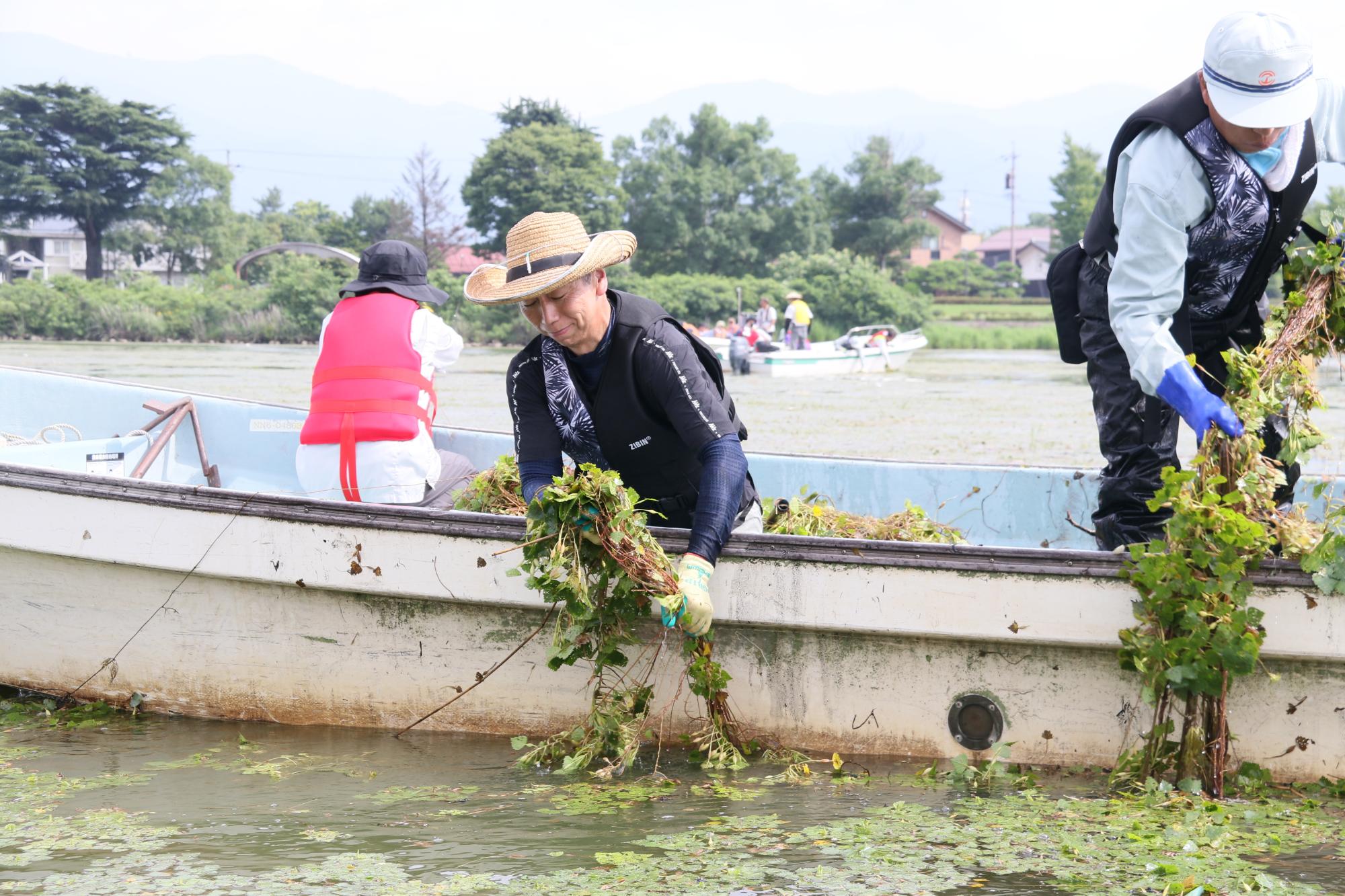 諏訪湖ヒシ除去