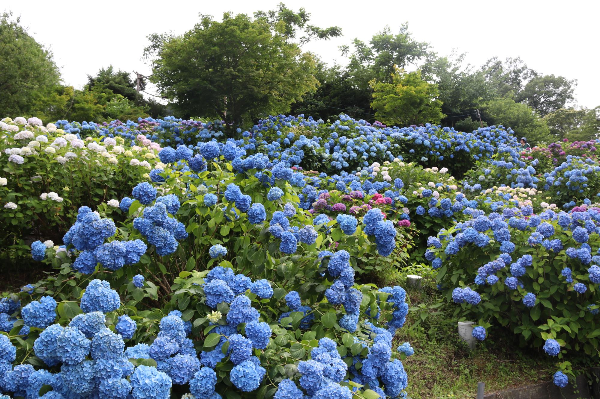 小坂公園のあじさい