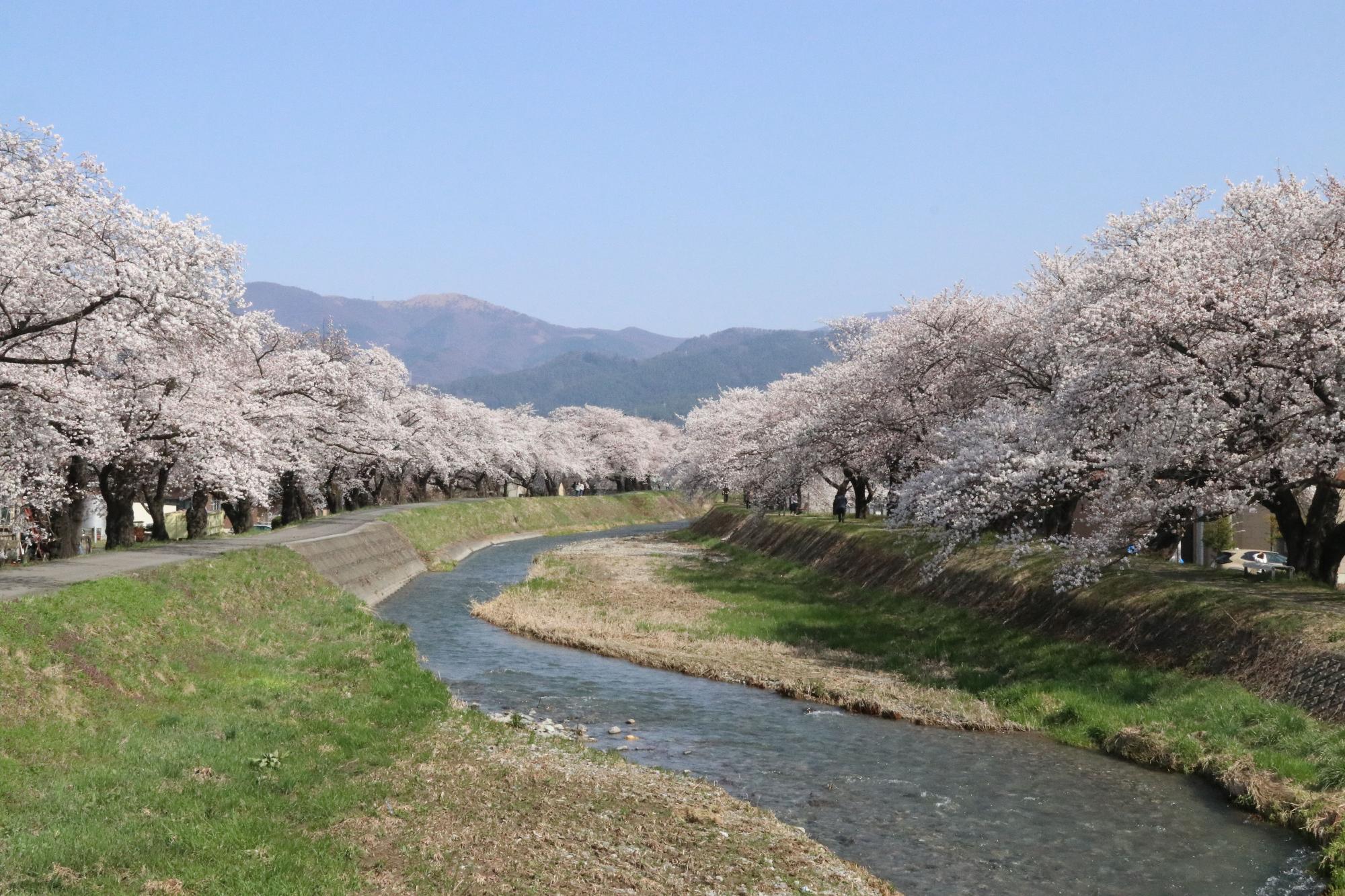 横河川の桜風景