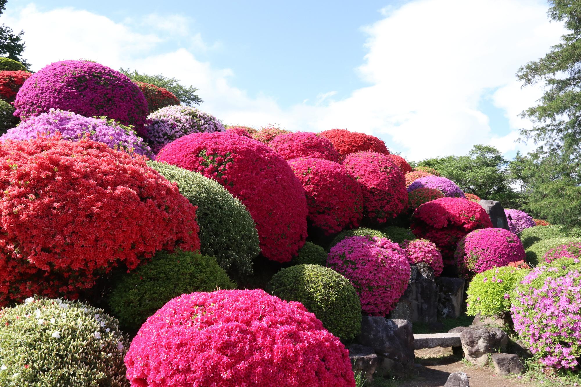 鶴峯公園のつつじ