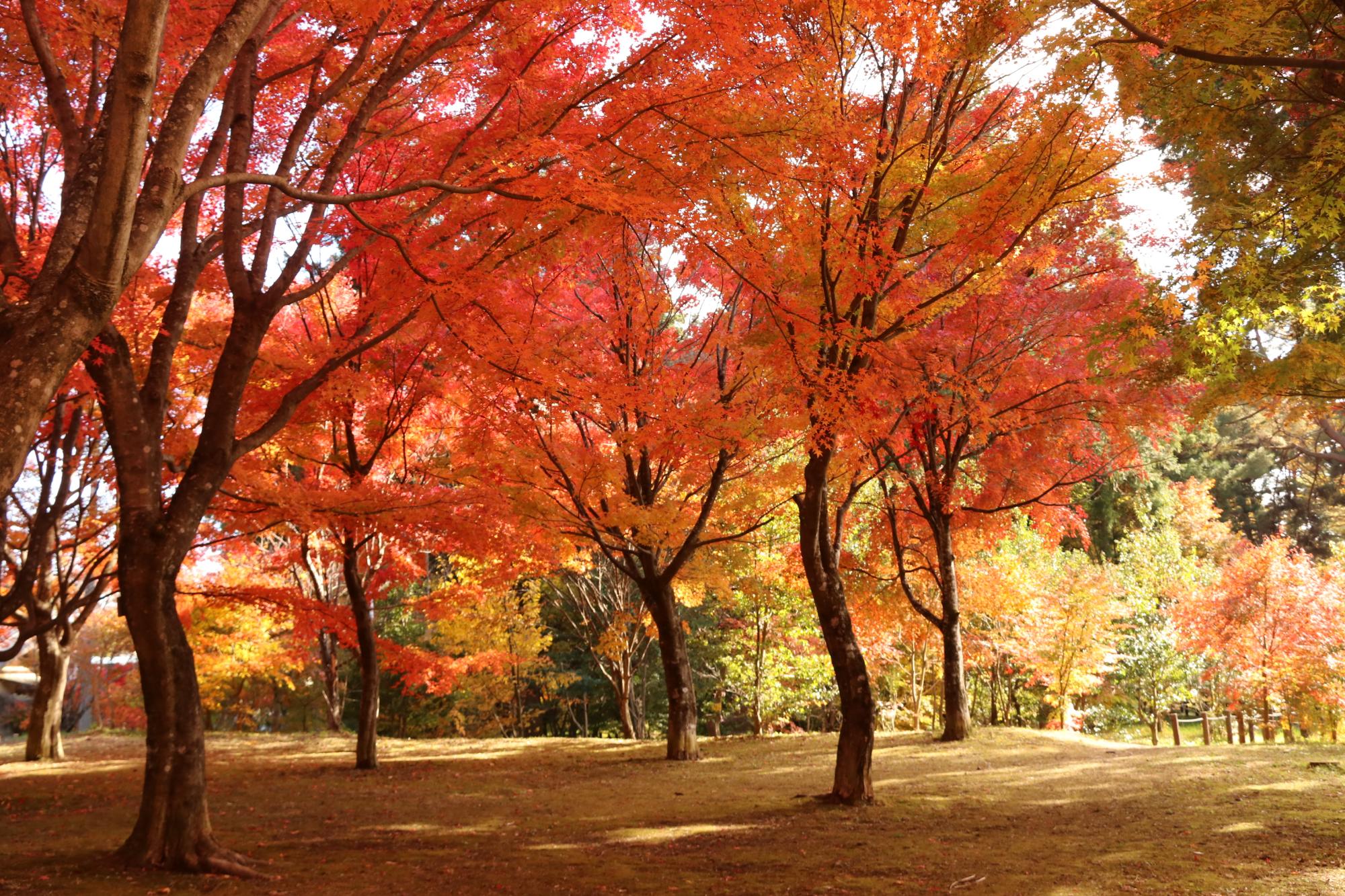 出早公園