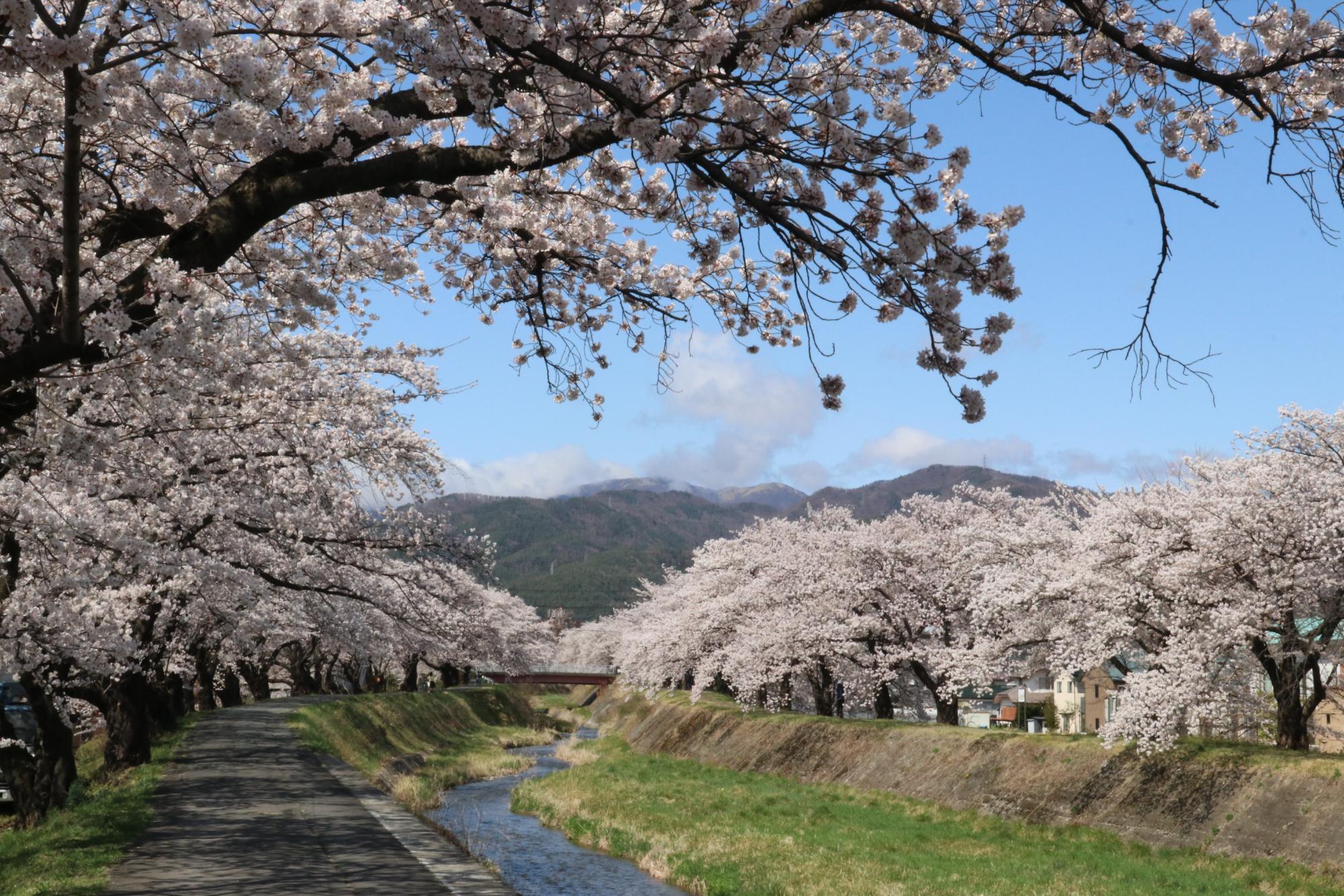 横河川の桜