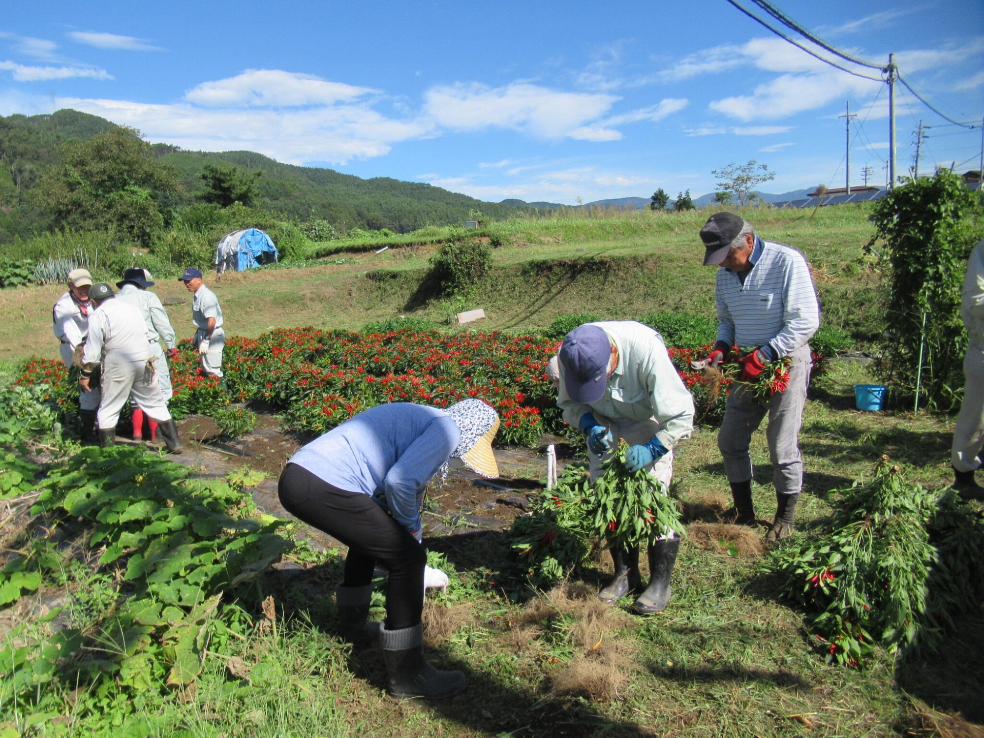 農業委員会圃場で行っている八幡屋磯五郎との契約栽培の唐辛子