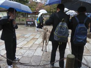 修学旅行で傘をさした複数の生徒が鹿に鹿せんべいをあげている写真