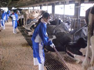 宿泊学習で複数の生徒が牛舎で道具を使って牛の世話をしている写真