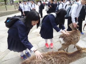 生徒たちが鹿を触っている写真