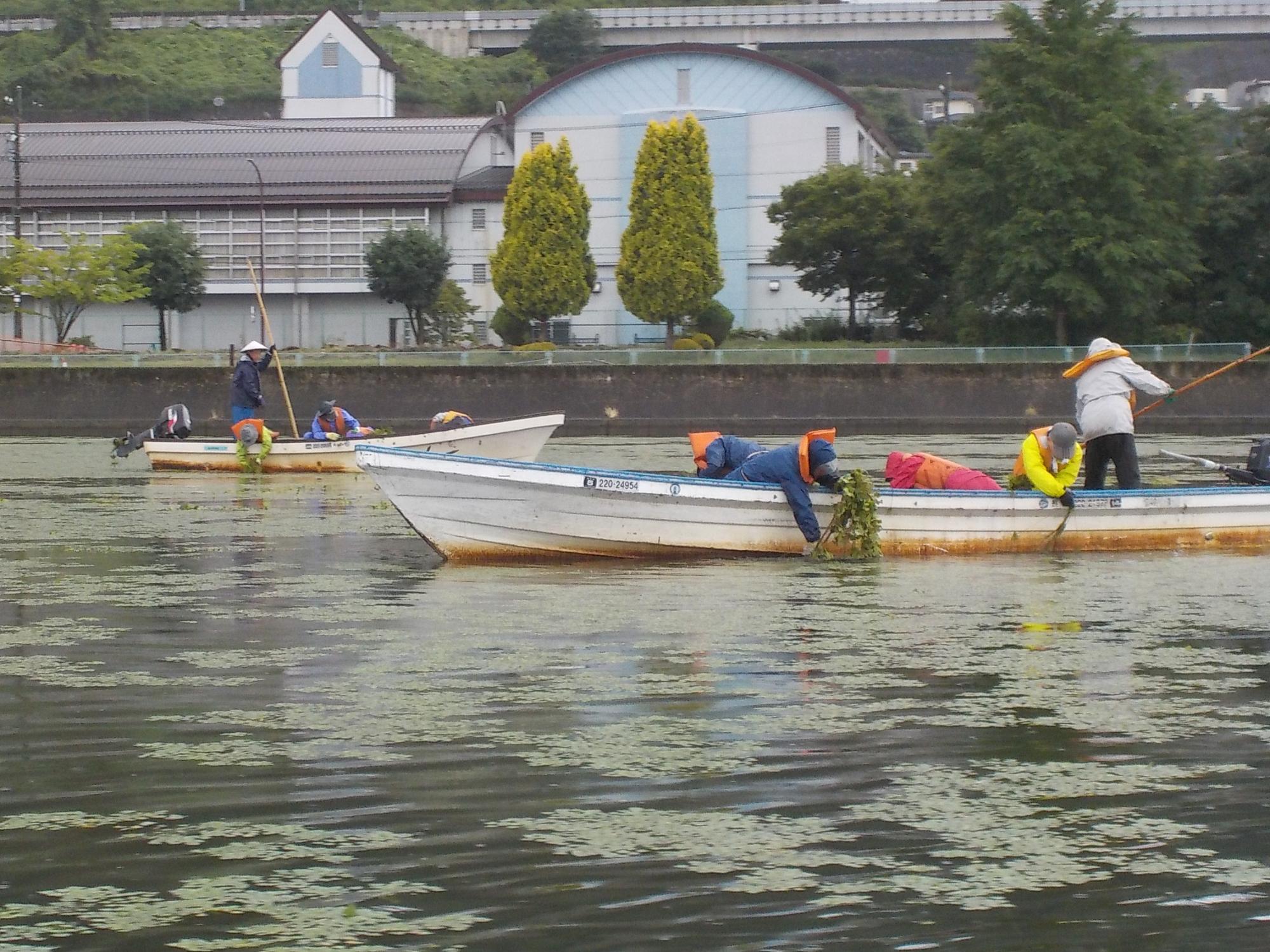 令和5年度ヒシ除去体験事業2