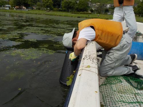 令和4年度ヒシ除去体験事業2