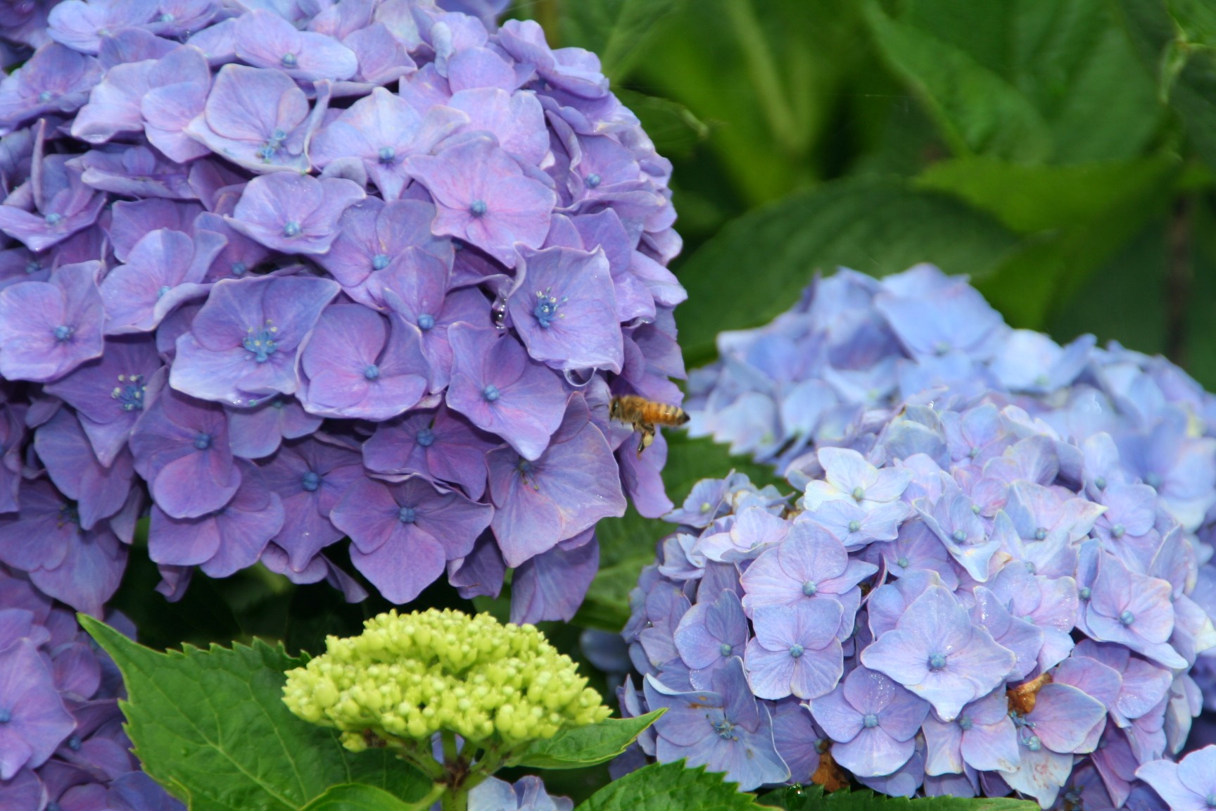 アジサイにとまる蜜蜂