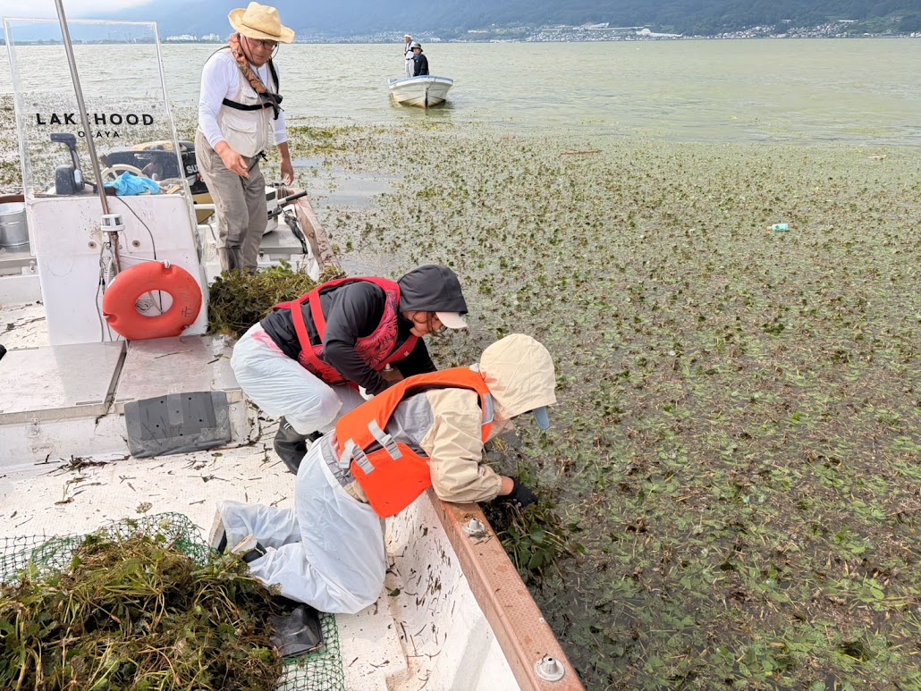 ヒシ除去体験 エコクラブ