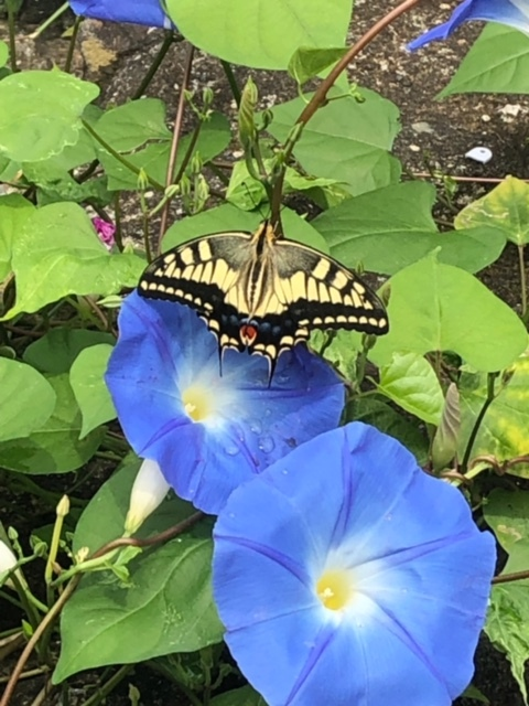朝顔の花にとまる蝶